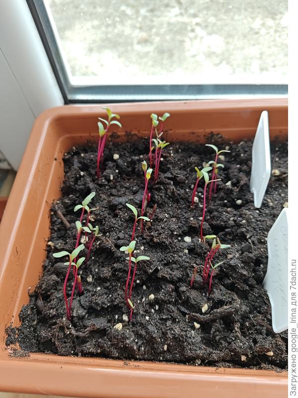 Ростки свеклы