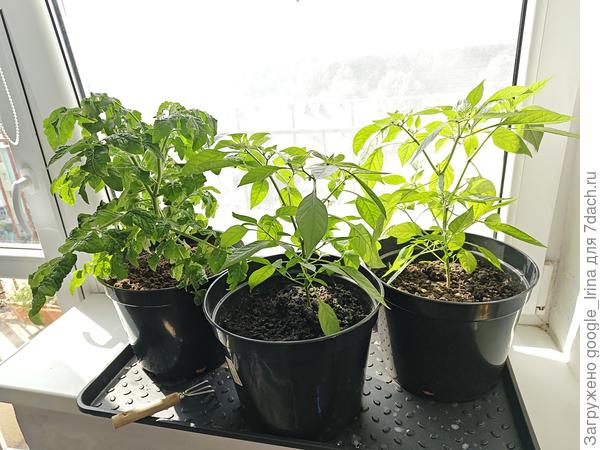 Перчики и помидор