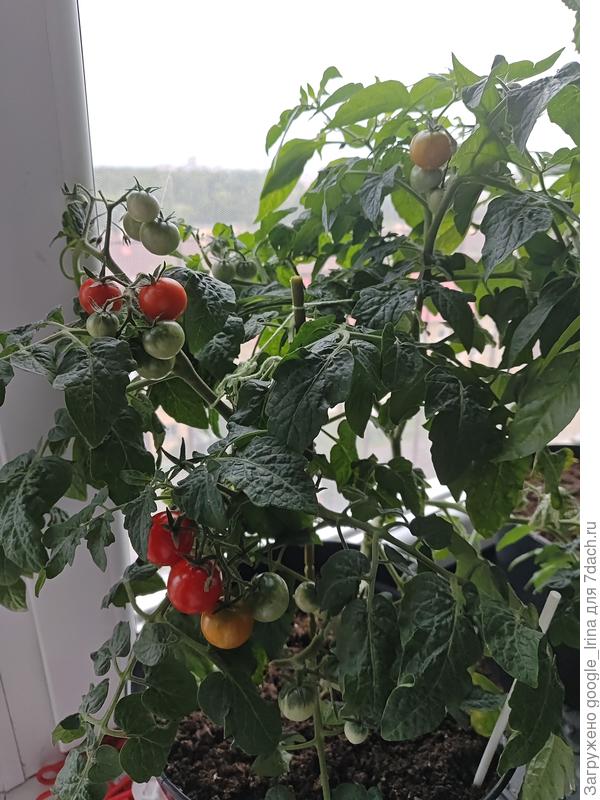 Балконной чудо