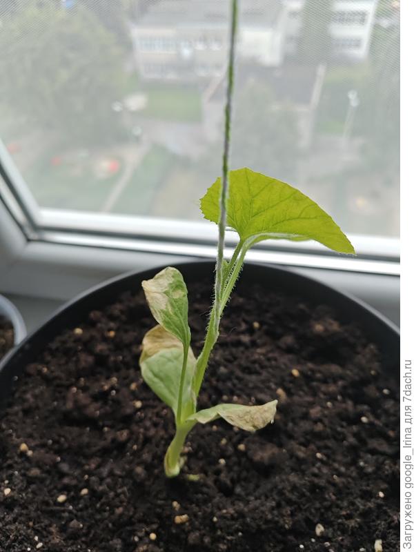 Медовый спас