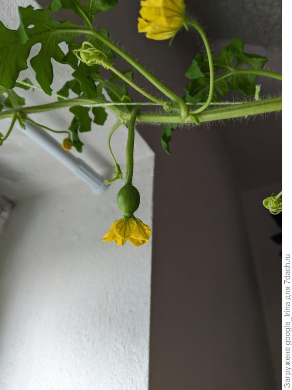 Второй арбузик