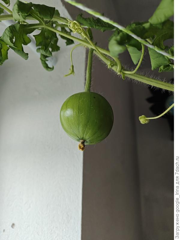 Второй арбузик