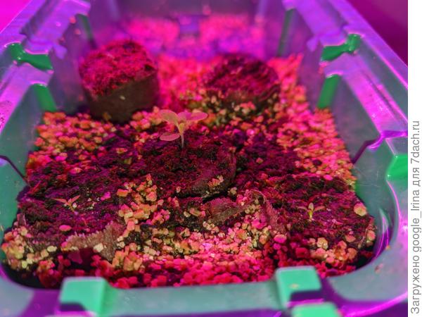 Эустомы 14 дек.