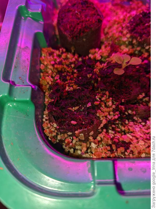 Эустома 14 дек.