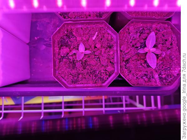 Левый посеян 23.12, правый 14.12