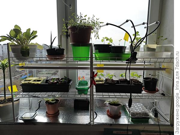 То что будет расти на балконе.