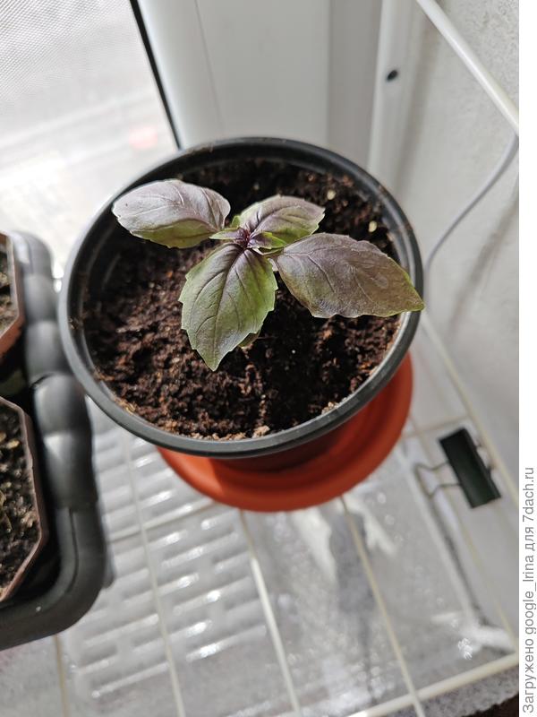 Последний выживший.