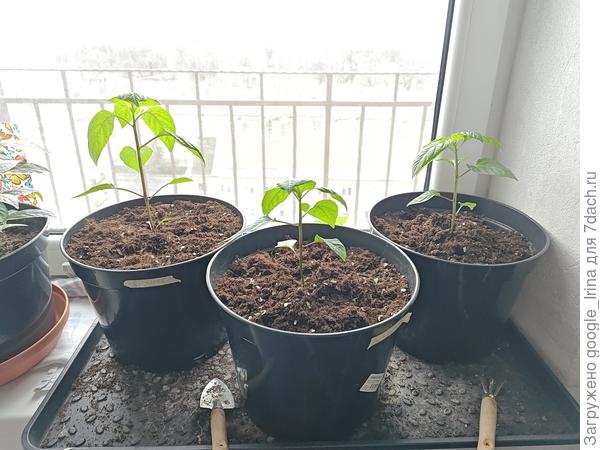 Сладкие перцы