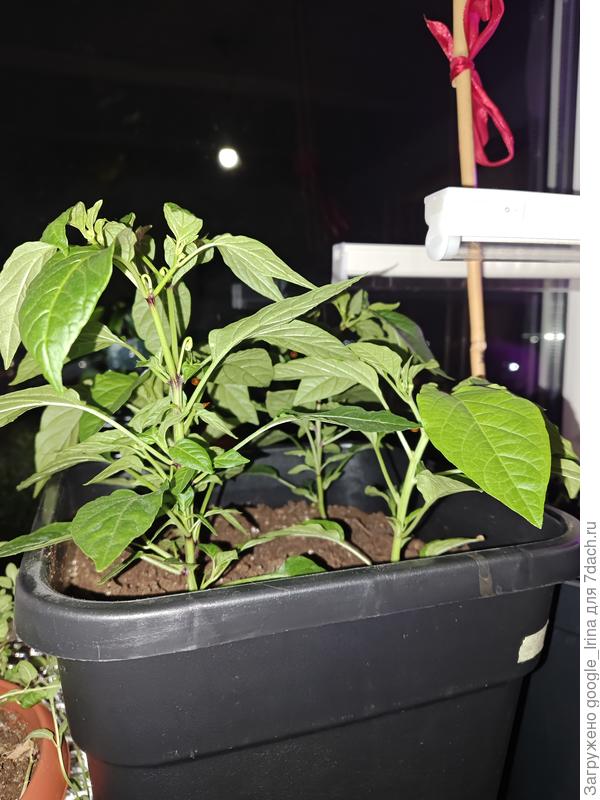 Жёлтый бум (Гавриш) и Алладин (СА)