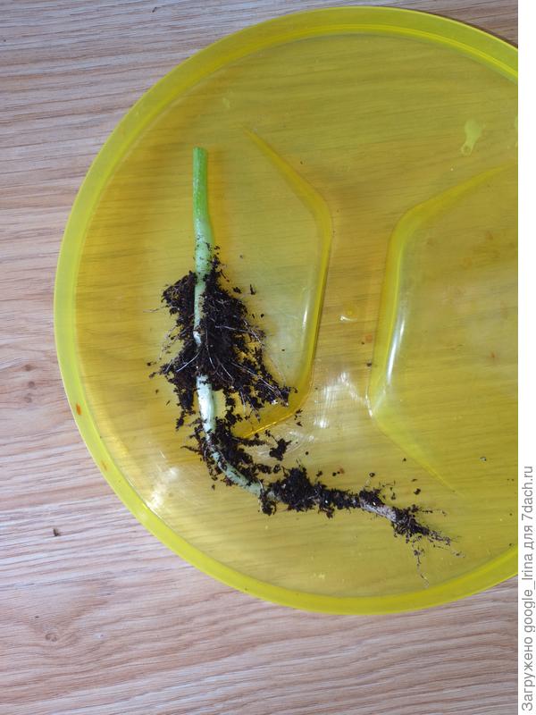 Корень физалиса.