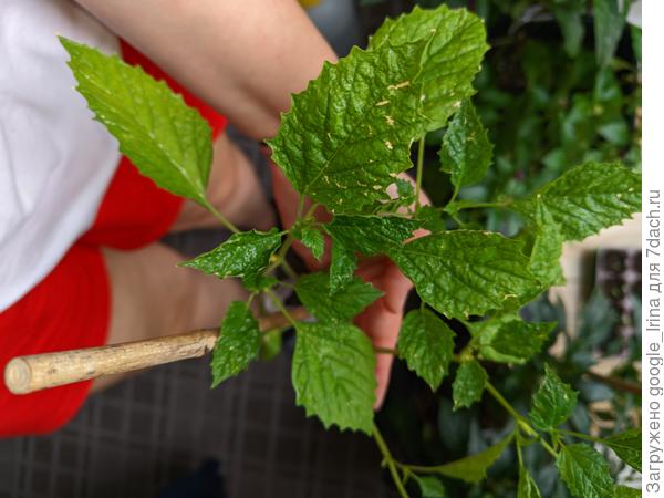 Чахнут листья