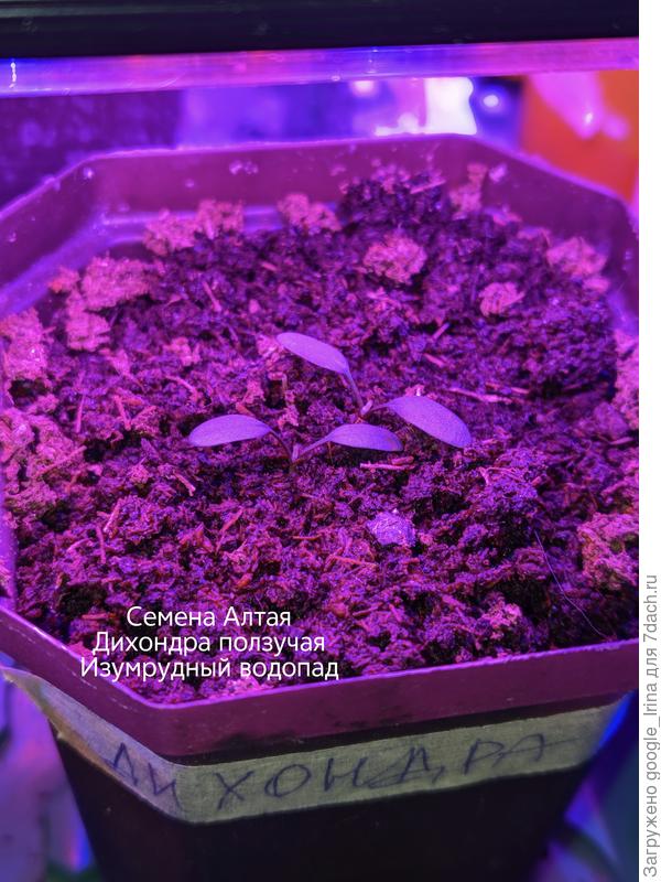 8 января уже взошли 2 из 4 посеяных