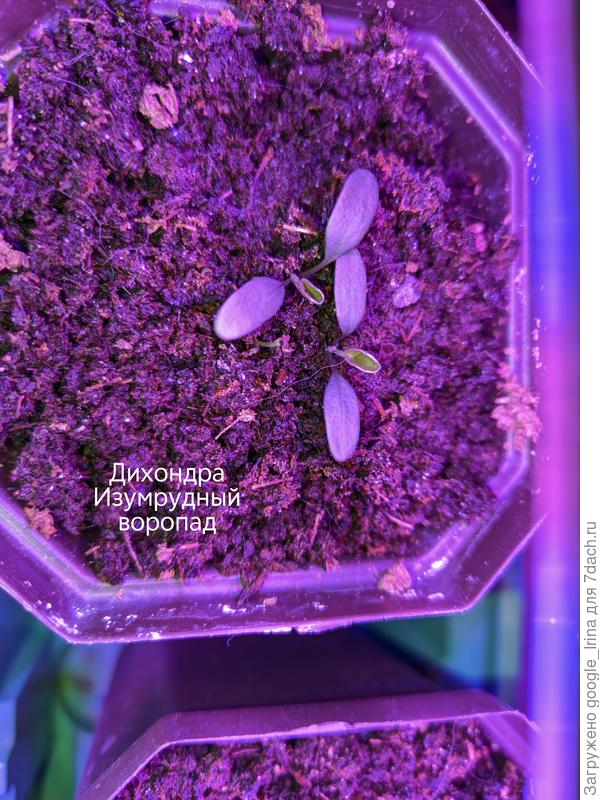 СА Дихондра Изумрудный водопад