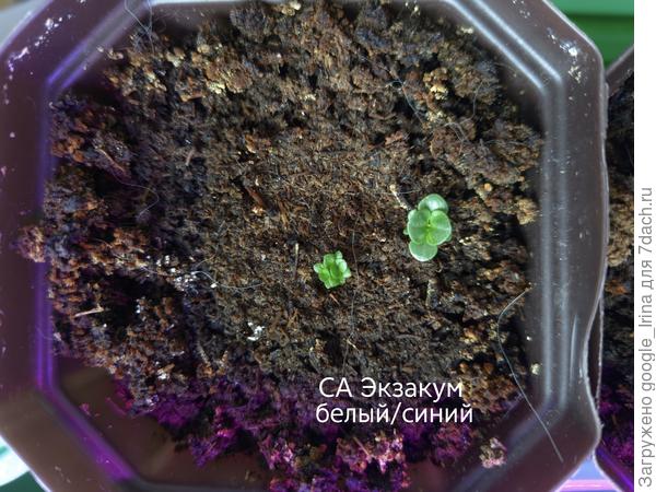 Белый ближе к середине, скраю синий.