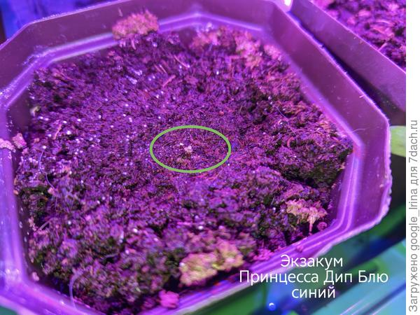 Экзакум синий