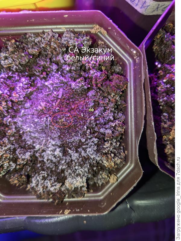 Белый/синий