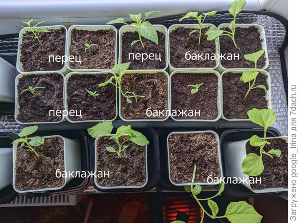 Перцы и баклажаны.