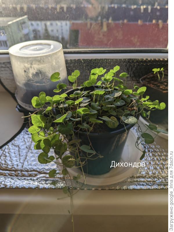 Стриженная дихондра