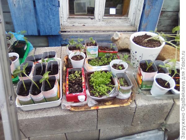 Разная рассада