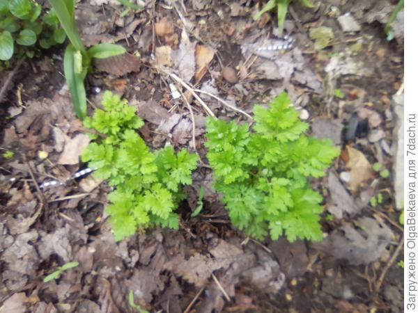 Листья пиретрума