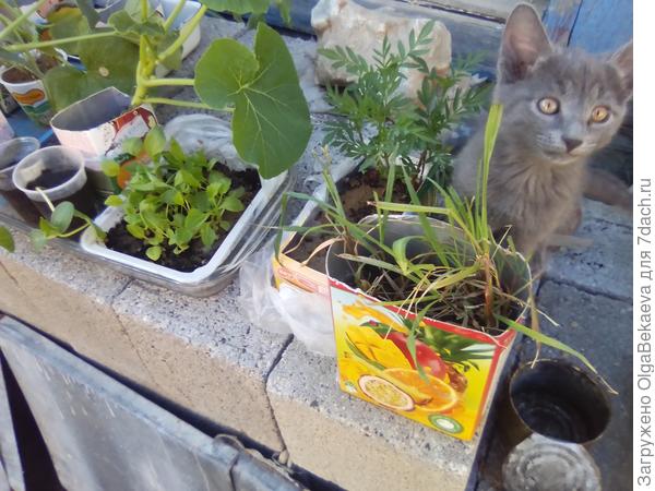 Котята следят за рассадой.