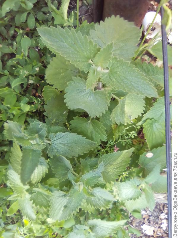 Вот котовник