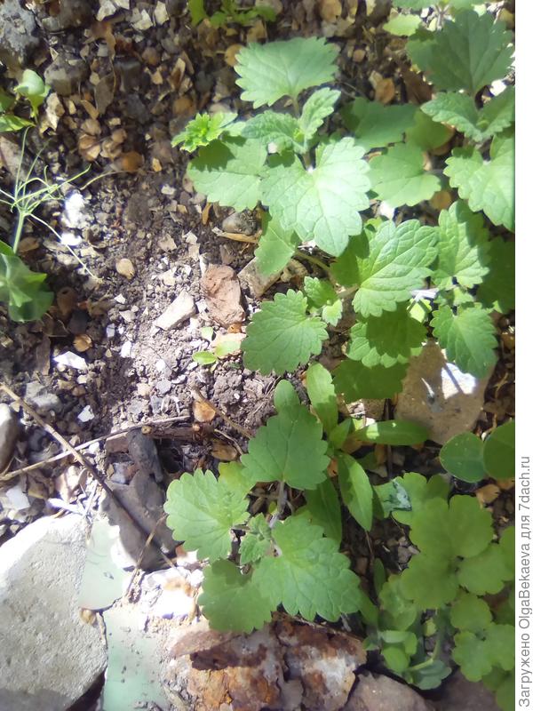 И котовнику