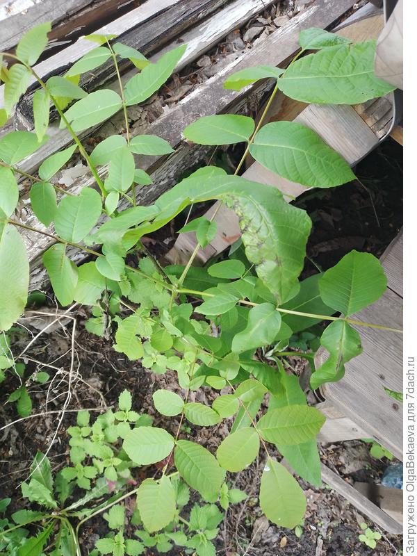 Вот грецкий орех, наверно, еще прошлогодний, хорошо прятался.