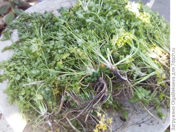 Корневая петрушка