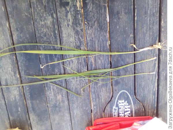 Злак с корнем