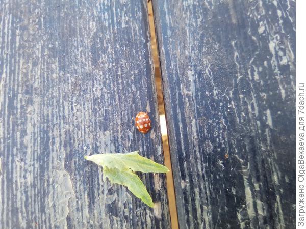 Вид сзади божьей коровки