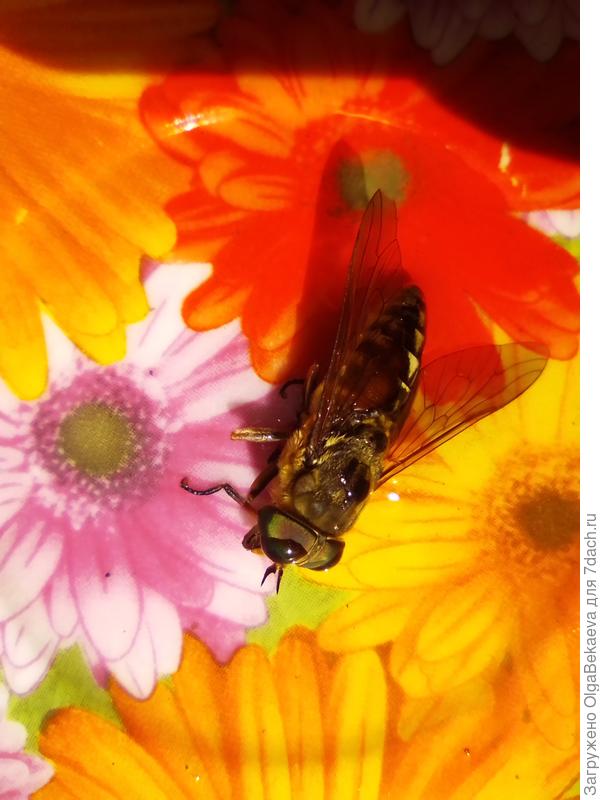 Слепень же, правда?