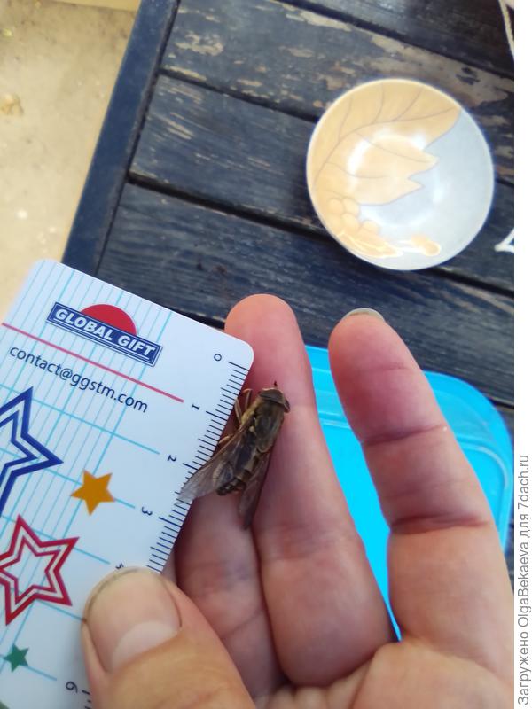 Слепень с линейкой