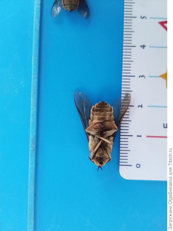 Слепень вид снизу