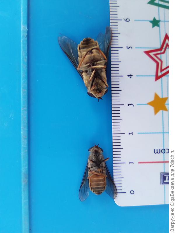 Слепни вид снизу