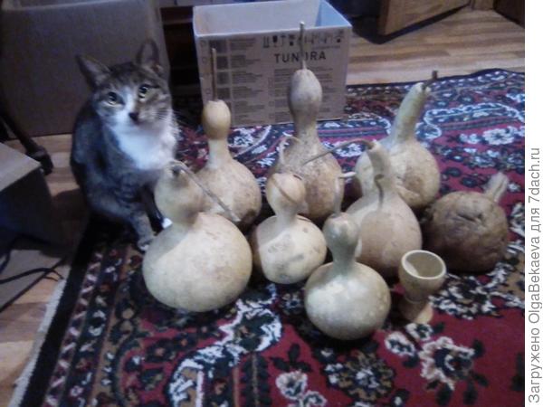 Высушенные лагенариии