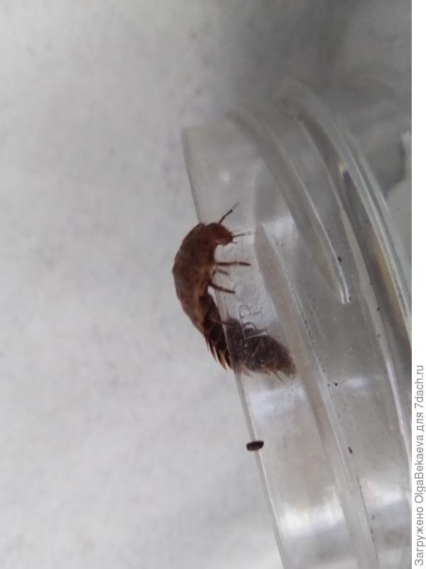 Многоножка лезет