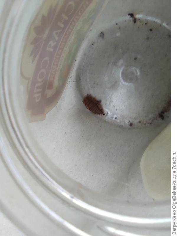 Многоножка