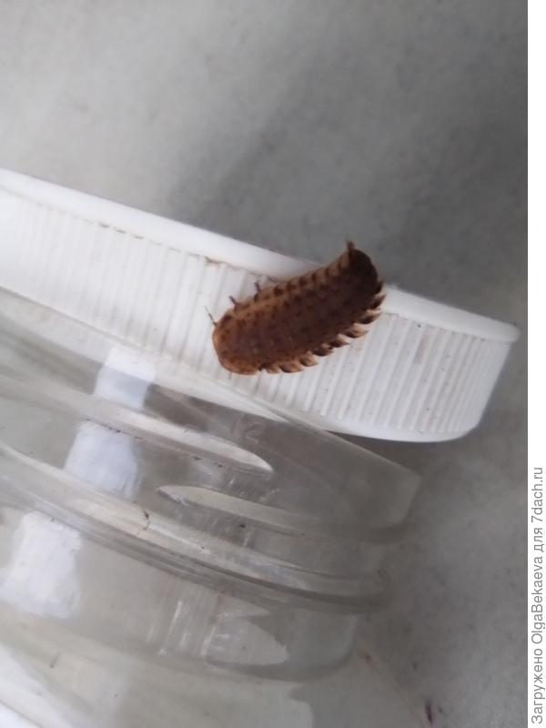 Многоножка