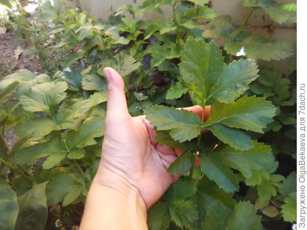 Лист пастернака