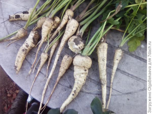 Урожай пастернака