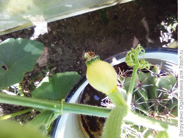 Вот совсем молодая завязь тыквы.