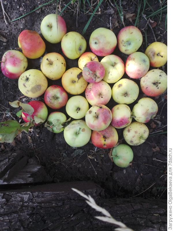 Яблоки