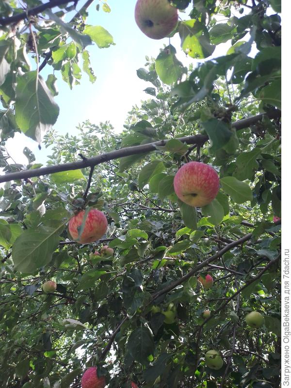 Ветка с яблоком