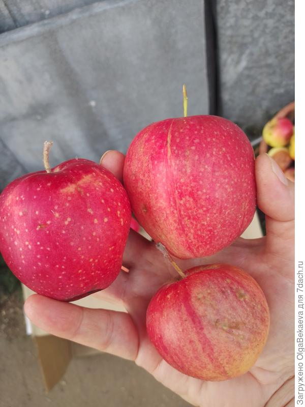 Пепин Шафранный