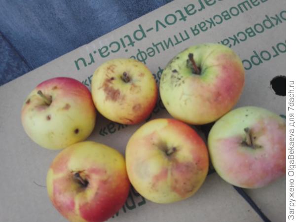 Осенние яблоки