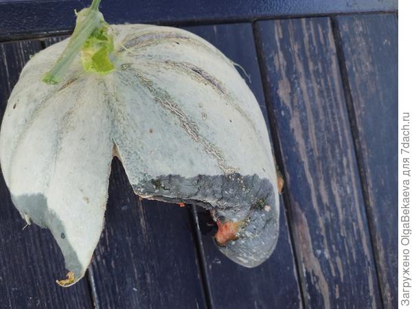 Эту дыньку кто-то съел