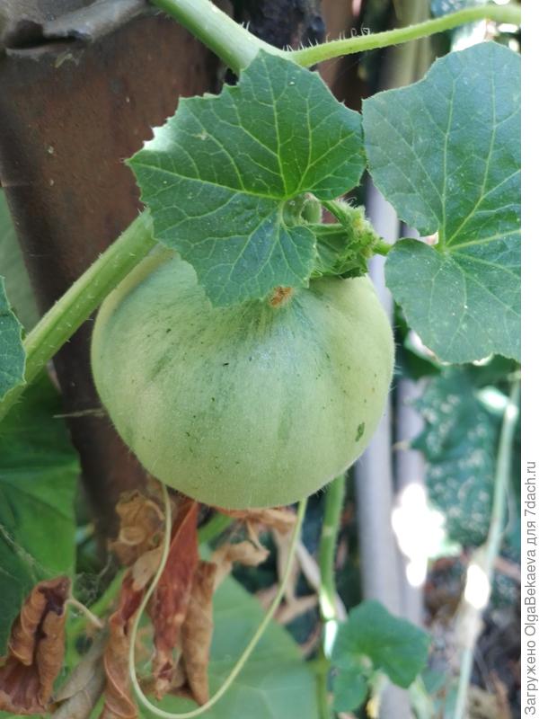 Завязь дыни