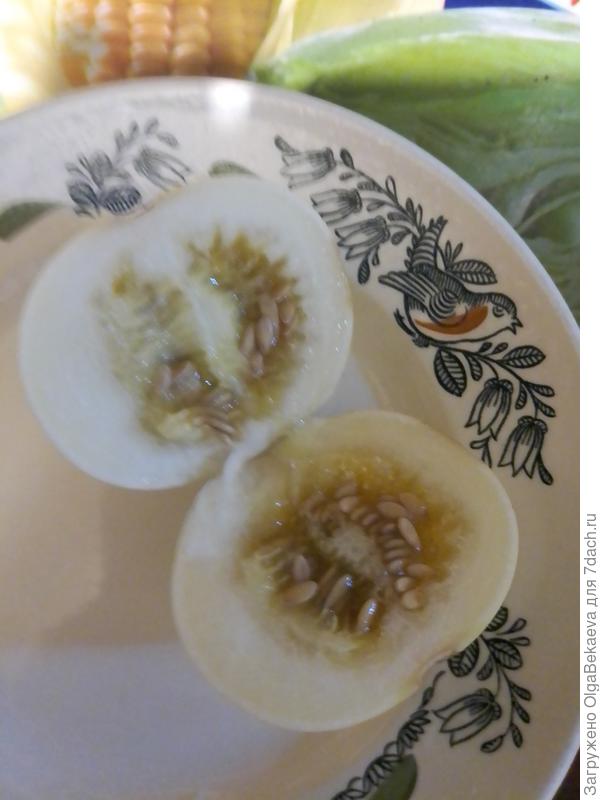 Дыня Кику (Хризантема)