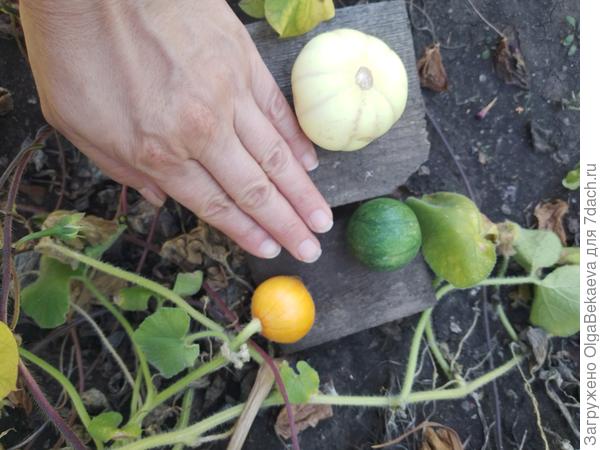 Крошечная тыква, дыня и арбуз